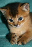 kitten